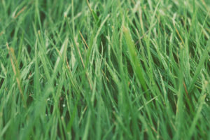 Grass