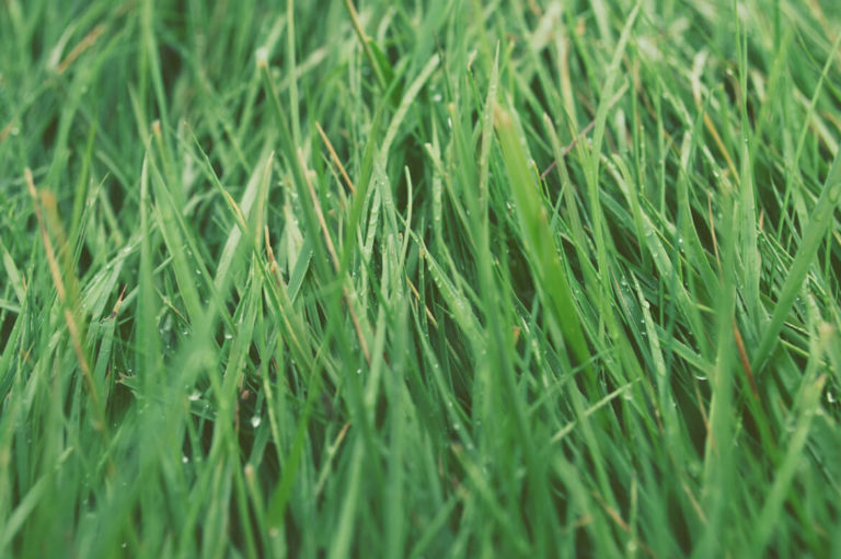 Grass