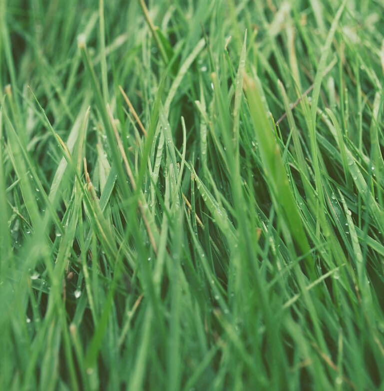 Grass