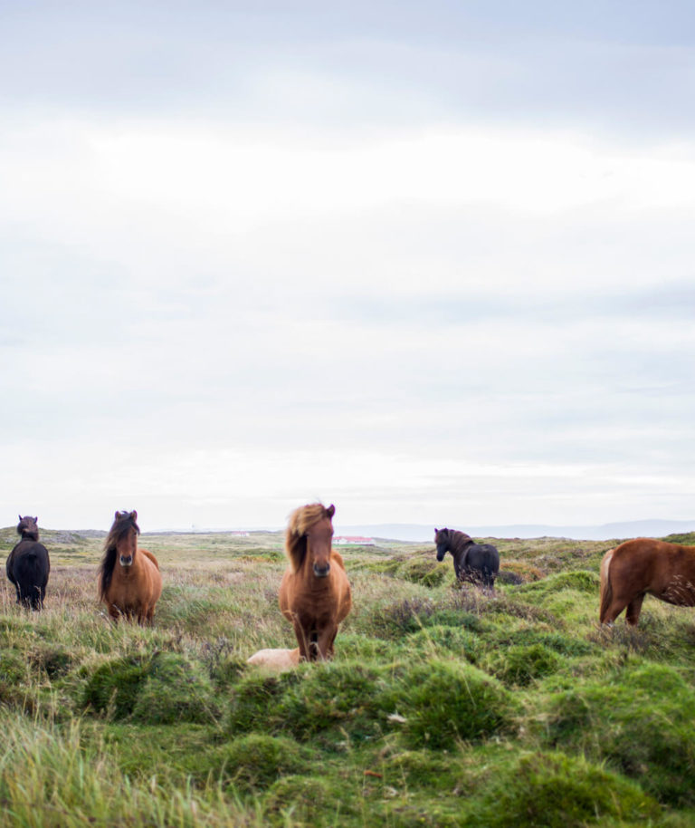 Horses